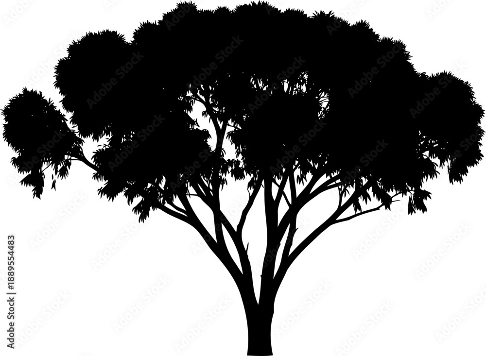 Fototapeta premium Broadleaf forest tree silhouette with detailed crown