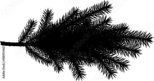 Conifer pine branch silhouette with detailed needle clusters