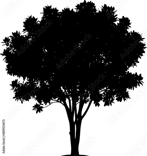 Compact bushy tree silhouette with small dense foliage