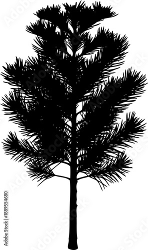 Coniferous pine tree profile showing detailed needle branches