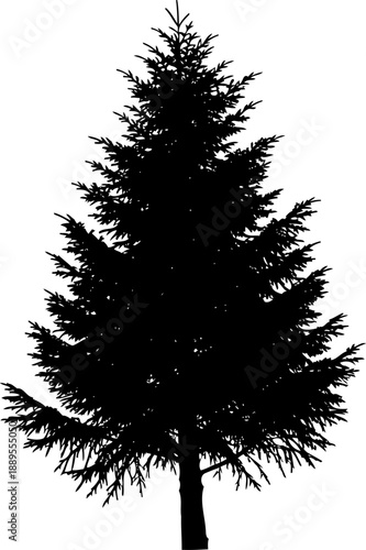 Evergreen spruce tree silhouette for forest landscape
