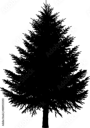 Evergreen spruce tree silhouette with needle-like branches