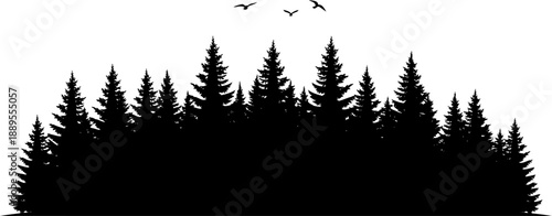 Evergreen woodland shadow with birds flying above