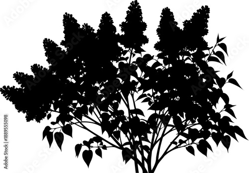 Flowering lilac bush silhouette with conical blossom clusters