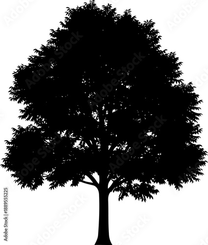Full canopy deciduous tree silhouette