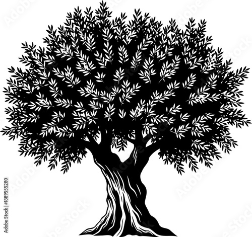 Gnarled olive tree silhouette with textured trunk and small leaves