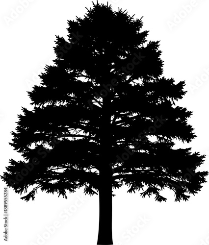 Grand fir conifer tree silhouette shape