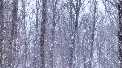 A serene and hazy winter scene of a dense forest during a heavy snowfall, with bare tree branches partially obscured by a thick veil of falling white snow and a monochromatic atmosphere.