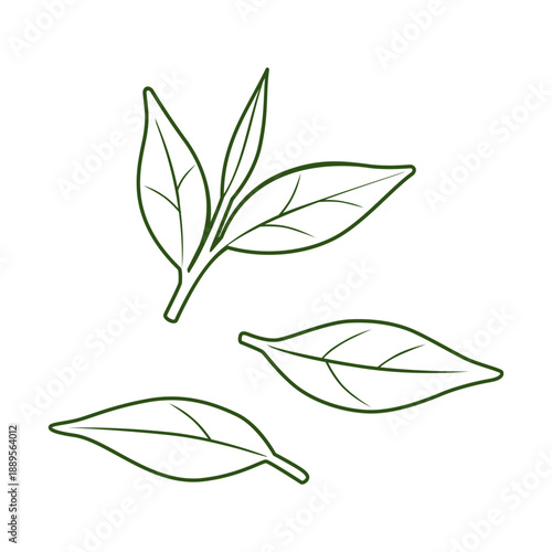 green leaves vector illustration. leaf outline vector