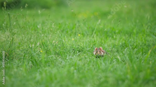 Hamster briefly stares at camera before turning away to forage.