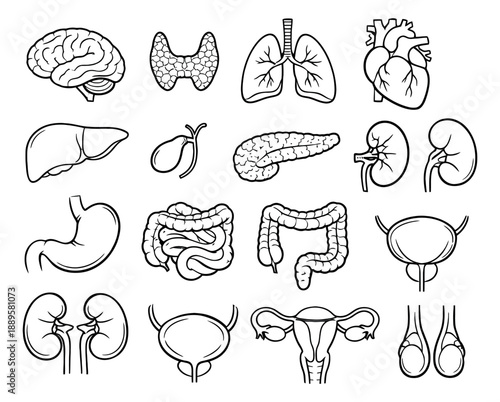 Hand drawn line art human internal organs set featuring major anatomical structures for medical and educational purposes