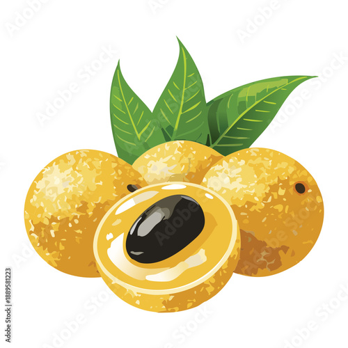 Peeled longan fruit showing the dark seed inside served with fresh leaves and whole brown fruits - Vector Illustration