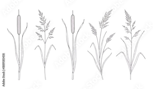 Elegant Black and White Cattail and Grass Botanical Engraving Vector Set