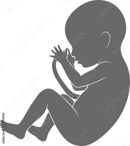 Human fetus silhouette vector illustration in womb position, minimal prenatal development symbol design for medical, pregnancy, healthcare, education, and biology themed projects