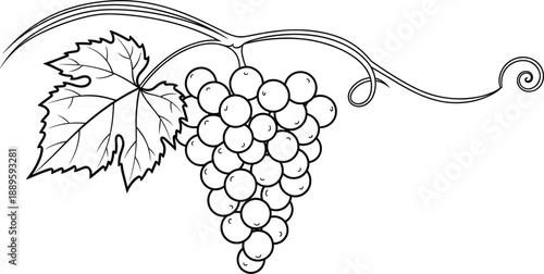 Grapes vine line art vector illustration with detailed leaves and fruit cluster, elegant botanical outline design for wine, vineyard, agriculture, and vintage decor projects
