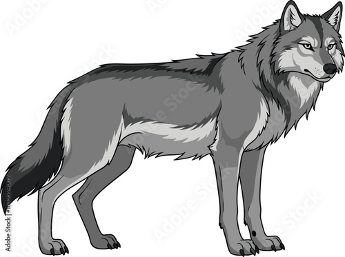Realistic gray wolf vector illustration standing in side view, detailed wild animal design for nature, wildlife, forest, and outdoor themed projects