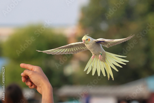 A trained cockatiel parrot flying towards the owner.