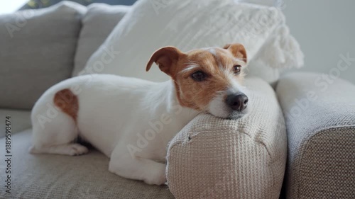 Wallpaper Mural Jack Russell terrier dog resting on sofa in home interior with natural light. Small dog lying on beige couch resting its head on pillow Torontodigital.ca