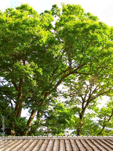 Wallpaper Mural 神社の本堂の屋根と秋のクスノキ Torontodigital.ca