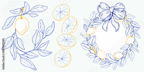 Botanical illustration of citrus slices leaves and a decorative bow arrangement