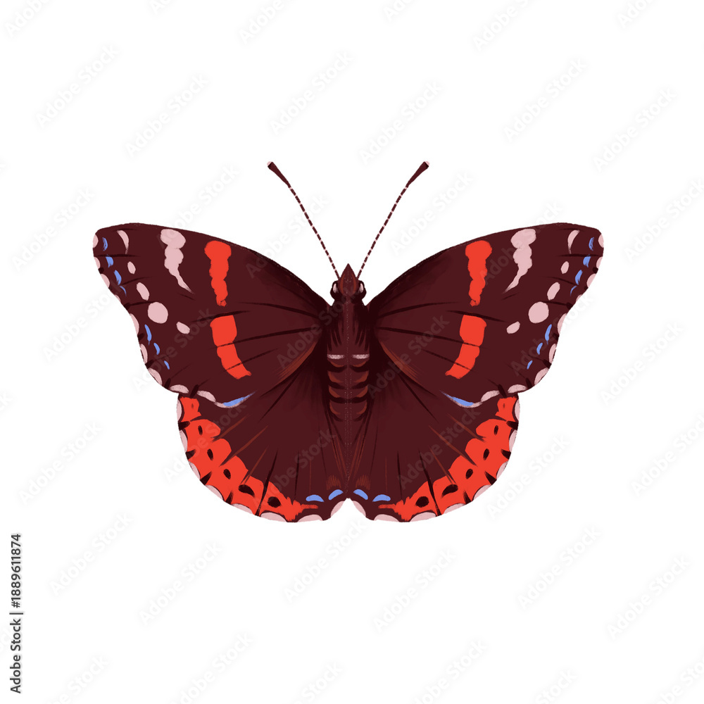 Fototapeta premium drawing red admiral butterfly , Vanessa atalanta, insect isolated at white background, natural element, hand drawn illustration
