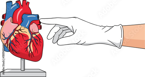 Human heart anatomical model being examined by gloved hand representing medical education cardiology healthcare science and clinical anatomy flat vector illustration