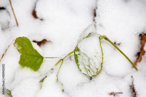 Wallpaper Mural Vibrant green leaves peek through a blanket of fresh, pristine white snow. A delicate dance between winter's first touch and enduring life. Nature's contrast Torontodigital.ca