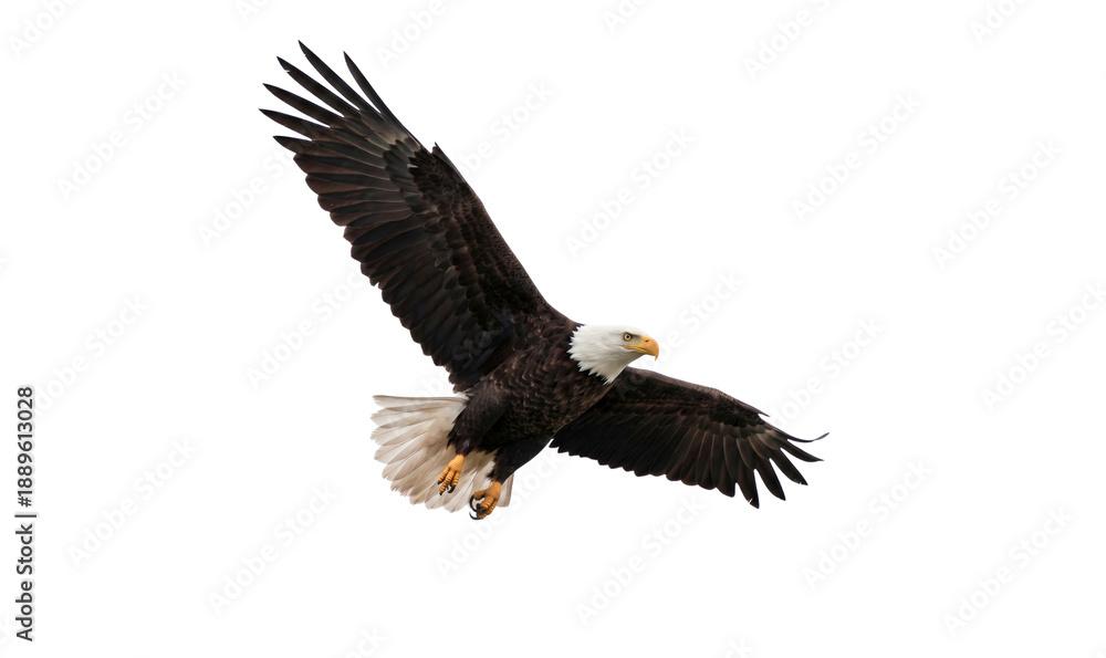 Fototapeta premium Majestic American bald eagle flying isolated on white background, png