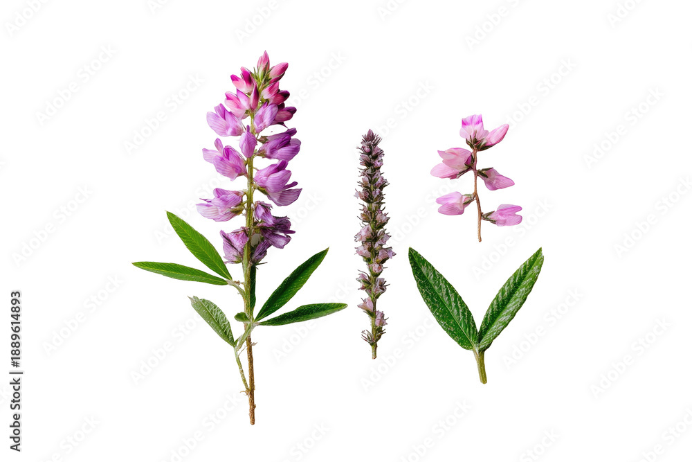 Fototapeta premium Assortment of vibrant pink and purple lupine flowers, with lush green foliage, against black background