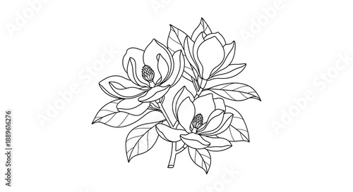 A delicate floral sketch showcases the intricate beauty of magnolia blossoms with detailed lines and shading high quality