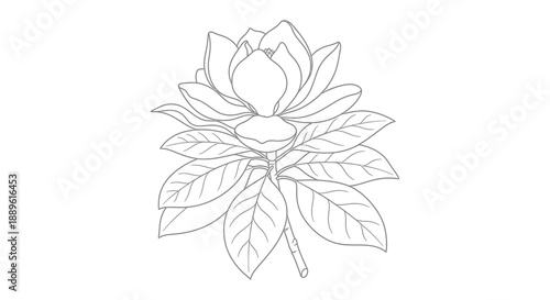 A delicate black and white line drawing depicts a magnolia flower with detailed petals and leaves showcasing botanical artistry
