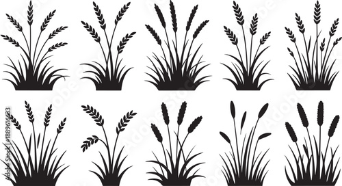 Various black grass and wheat silhouettes plants