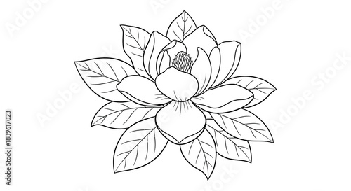 A delicate black and white illustration of a magnolia blossom with detailed petals and leaves presented on a white background