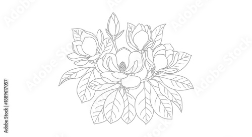 A delicate botanical illustration depicting a cluster of magnolia blossoms with detailed petals and leaves rendered in black and white