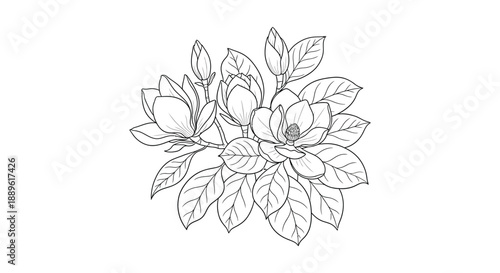 A delicate botanical illustration depicts a cluster of blooming magnolia flowers with detailed leaves and stems high quality