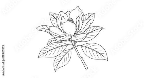 A delicate black and white illustration depicts a blooming magnolia flower with detailed petals and leaves showcasing botanical art