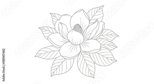A delicate black and white illustration depicts a blossoming magnolia flower with detailed petals and leaves showcasing botanical artistry