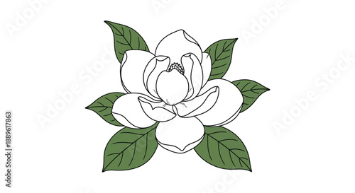 A delicate sketch of a white magnolia blossom surrounded by lush green leaves showcasing botanical artistry high quality