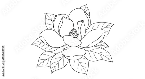 A delicate line drawing depicts a fully bloomed magnolia flower with detailed petals and leaves showcasing natural beauty