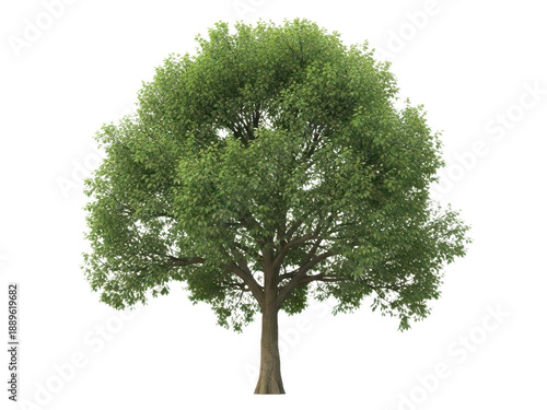 Green tree with lush foliage isolated on transparent background