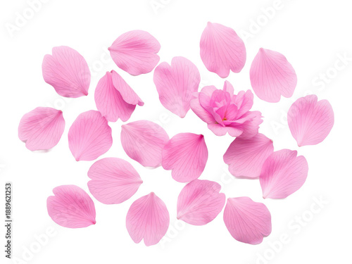 Wallpaper Mural Scattered pink flower petals and a blooming flower isolated on transparent background Torontodigital.ca