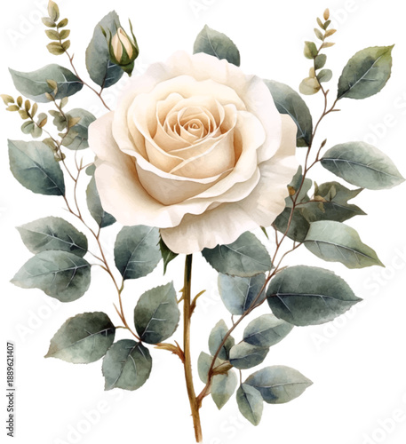 Elegant White Rose and Greenery Watercolor Illustration