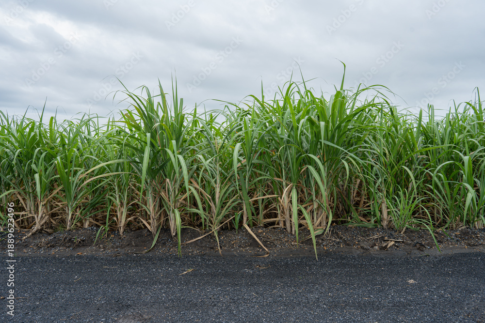 Obraz premium Green Maize Corn Field Plantation in Summer Agricultural Season. Close up of corn on the cob in a field.