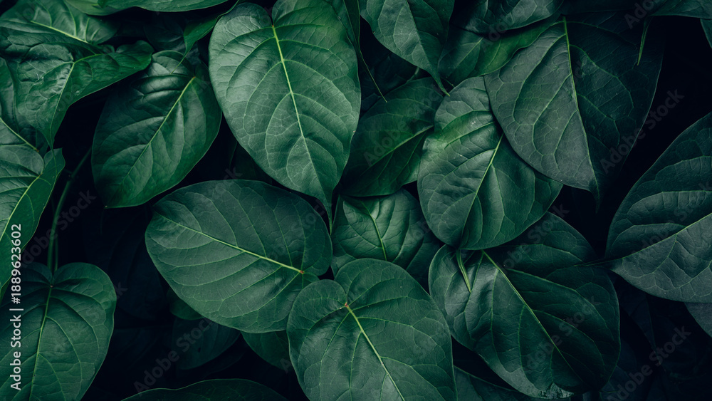 Obraz premium abstract tropical leaf textures on dark tone, natural green background.