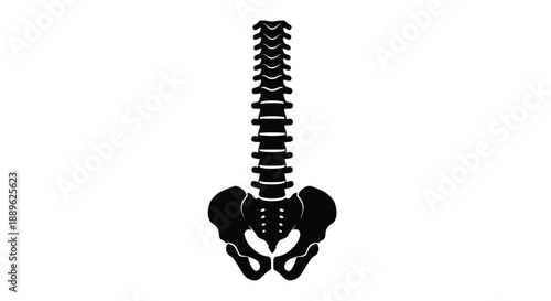 Black spine and pelvis illustration a striking anatomical silhouette
