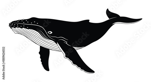 A striking black silhouette of a humpback whale gracefully swimming showcasing its form and size silhouette high quality professional detailed modern
