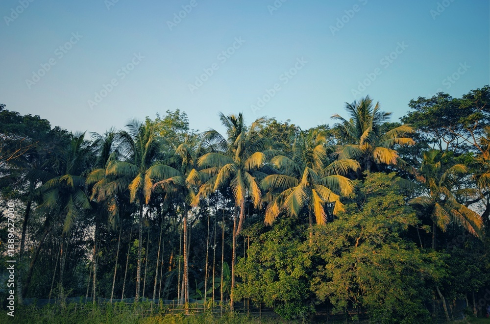 Obraz premium palm trees in the field