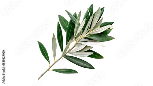 Olive branch with green and silver leaves isolated on transparent background cut out