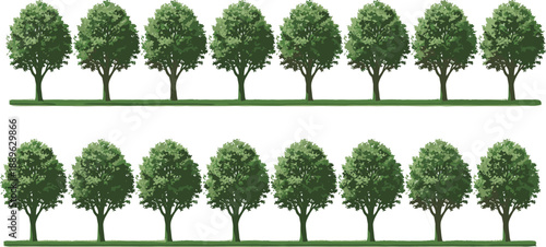 Collection of identical deciduous street trees in a row with lush green foliage and slender trunks isolated on white background for urban landscape design.