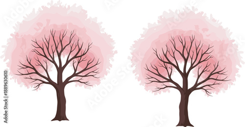 Set of two stylized cherry blossom trees with pink flowering canopy and bare branches isolated on white background for spring season landscape and digital nature art.